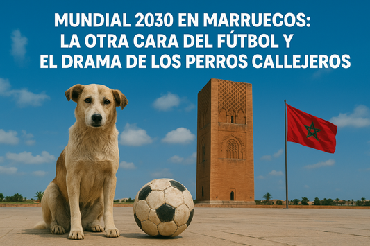 Mundial 2030 en Marruecos: la otra cara del fútbol y el drama de los perros callejeros