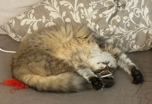 gato sin estrés