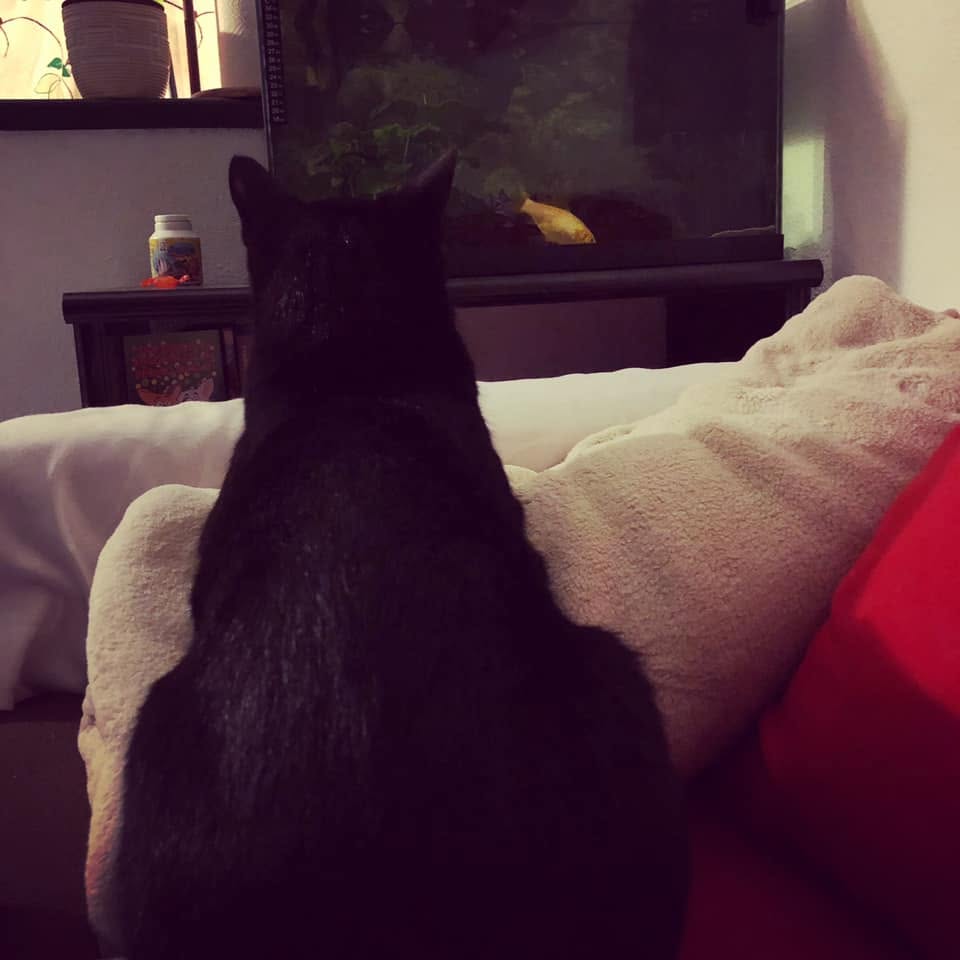 Beneficios de vivir con un gato en casa