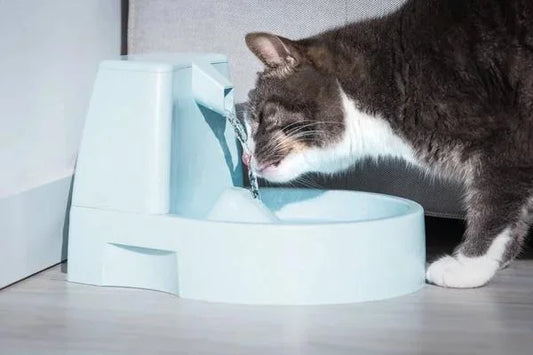Gato esterilizado bebiendo agua