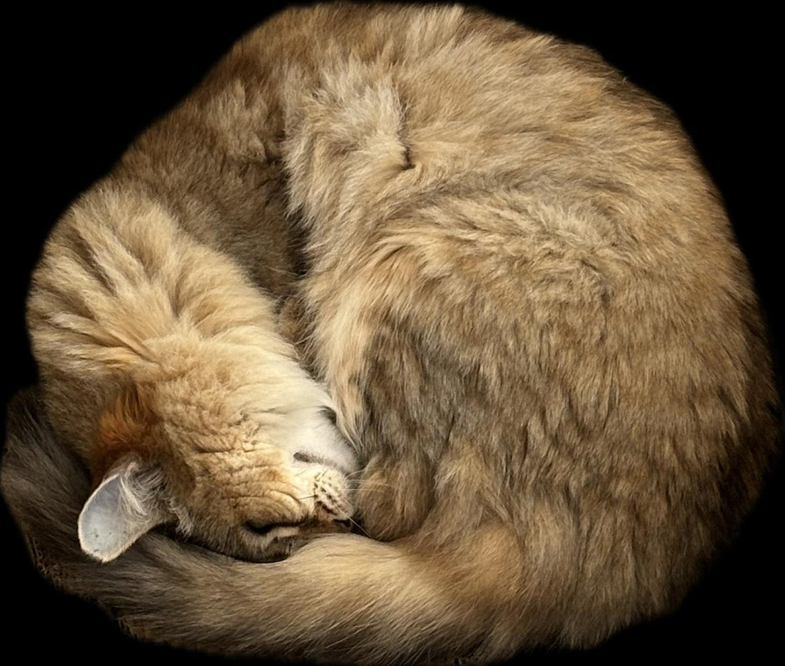 gato durmiendo
