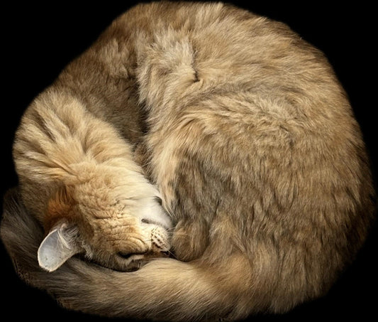 gato durmiendo