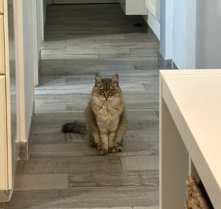Gato en casa