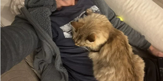 gato acostado encima del dueño