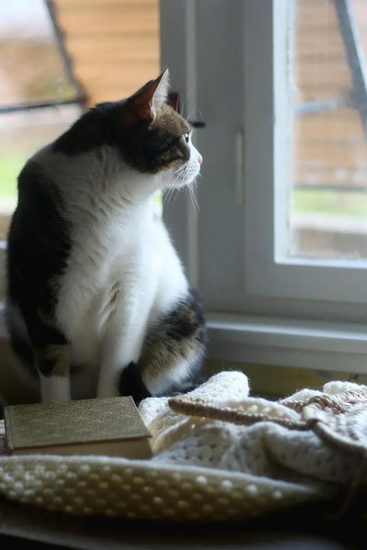 gato esperando a su dueño