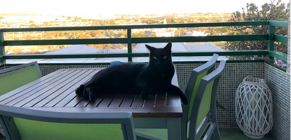 Gato en mueble