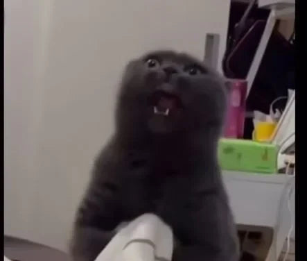 ¿Por qué mi Gato me Muerde cuando lo Acaricio?