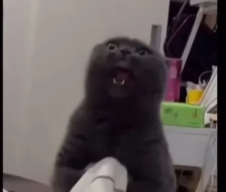 🐱 ¿Por qué mi gato me muerde cuando lo acaricio? La explicación de las “mordidas de amor