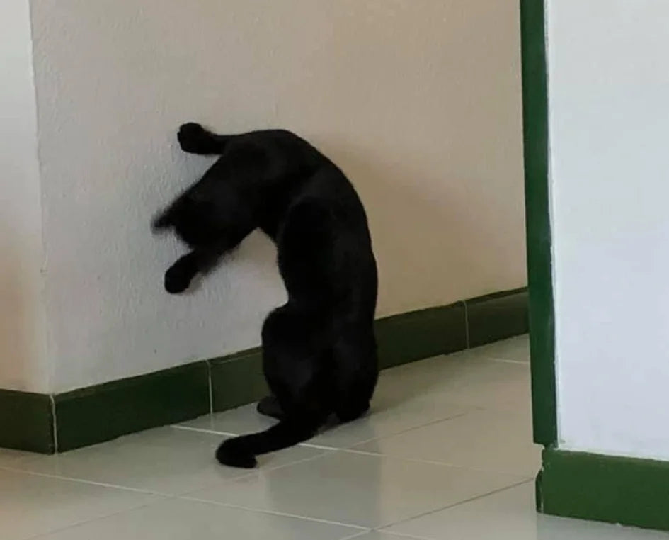 gato zoomie