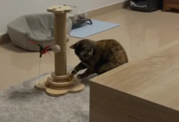 gato jugando con torre
