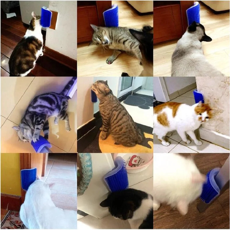 gatos-rascandose