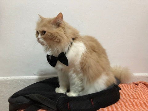 Gato Peluso con parajita negra